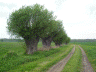 Aue ohne Windm�hlen